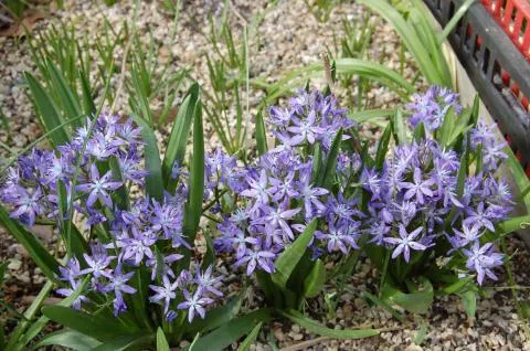 Hyacinthoides reverchonii /100