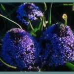 Scilla peruviana Grand Bleu 18-25cm /50