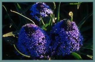 Scilla peruviana Grand Bleu 18-25cm /50