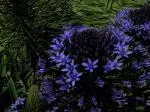 Scilla peruviana Grand Bleu 18-25cm /50 — photo 2