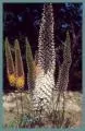 Eremurus olgae