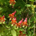 Tropaeolum pentaphylum /50