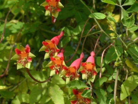 Tropaeolum pentaphylum /50