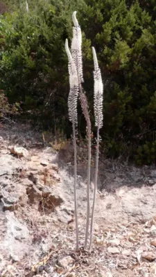 Urginea maritima type /50 (prix départ pépin.)