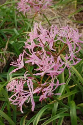 Nerine undulata/100