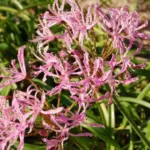 Nerine undulata/100 — photo 2