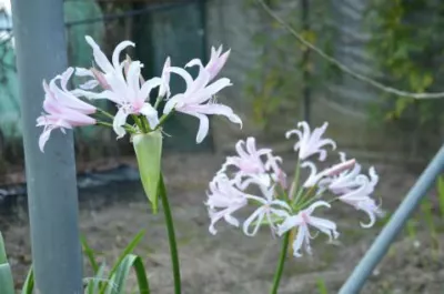Amarine tubergenii alba