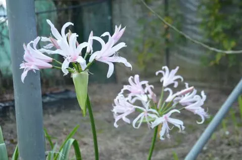 Amarine tubergenii alba