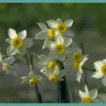 Narcissus tazetta italicus
