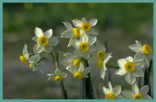 Narcissus tazetta italicus