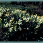 Narcissus tazetta italicus — Narcissus