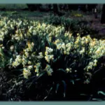 Narcissus tazetta italicus — Narcissus