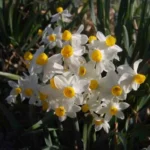Narcissus tazetta italicus — tazetta