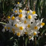 Narcissus tazetta italicus — tazetta
