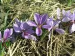 Crocus sativus (cal 9cm+) — Safran