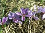Crocus sativus (cal 9cm+) — Safran