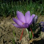 Crocus sativus (cal 9cm+) — Safron
