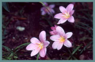 Zephyranthes sp Rose Huastecana