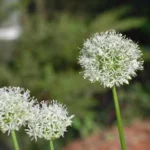 Allium stipitatum Mount Everest