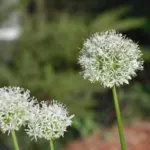 Allium stipitatum Mount Everest