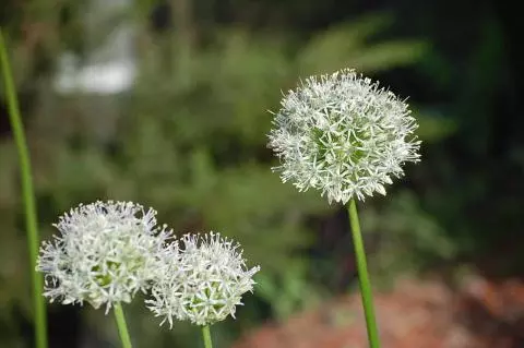 Allium stipitatum Mount Everest