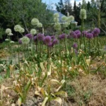 Allium stipitatum Mount Everest — Allium "Mount Everest" stiîtatum