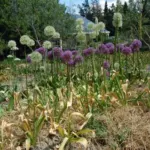 Allium stipitatum Mount Everest — Allium "Mount Everest" stiîtatum