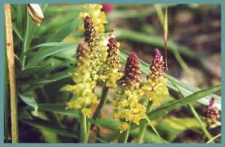 Lachenalia pallida