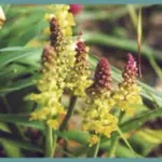 Lachenalia pallida
