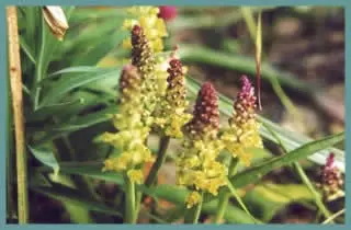 Lachenalia pallida