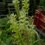 Lachenalia pallida — glaucina