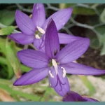 Geissorhiza aspera