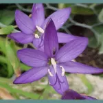 Geissorhiza aspera