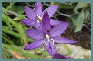 Geissorhiza aspera