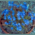 Geissorhiza aspera — Geissorhiza