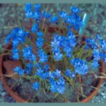 Geissorhiza aspera — Geissorhiza