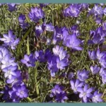 Geissorhiza aspera — aspera