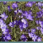 Geissorhiza aspera — aspera