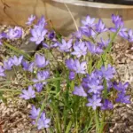 Geissorhiza aspera — photo 4