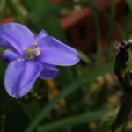 Aristea ecklonii