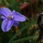 Aristea ecklonii