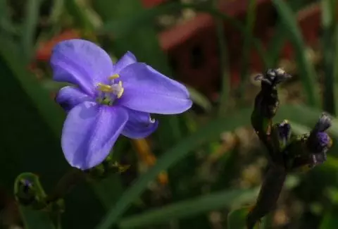 Aristea ecklonii