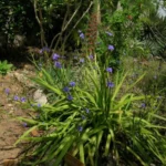 Aristea ecklonii — Aristea