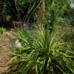 Aristea ecklonii — Aristea