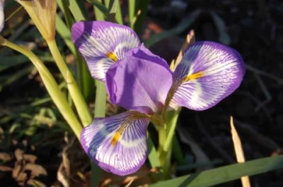 Iris unguicularis cretensis
