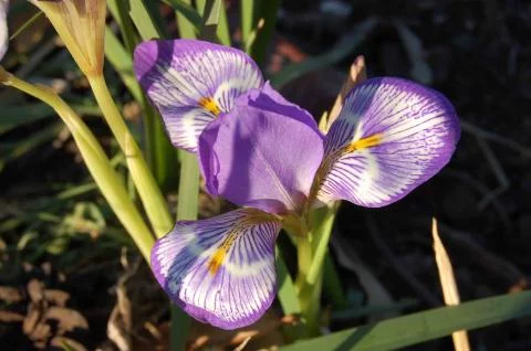Iris unguicularis cretensis