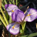 Iris unguicularis cretensis