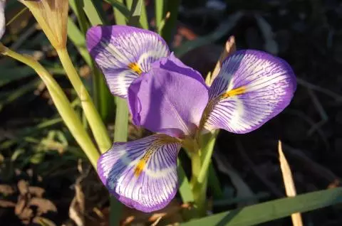 Iris unguicularis cretensis