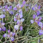 Iris unguicularis cretensis — Iris