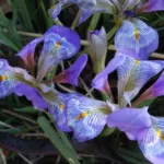 Iris unguicularis cretensis — unguicularis